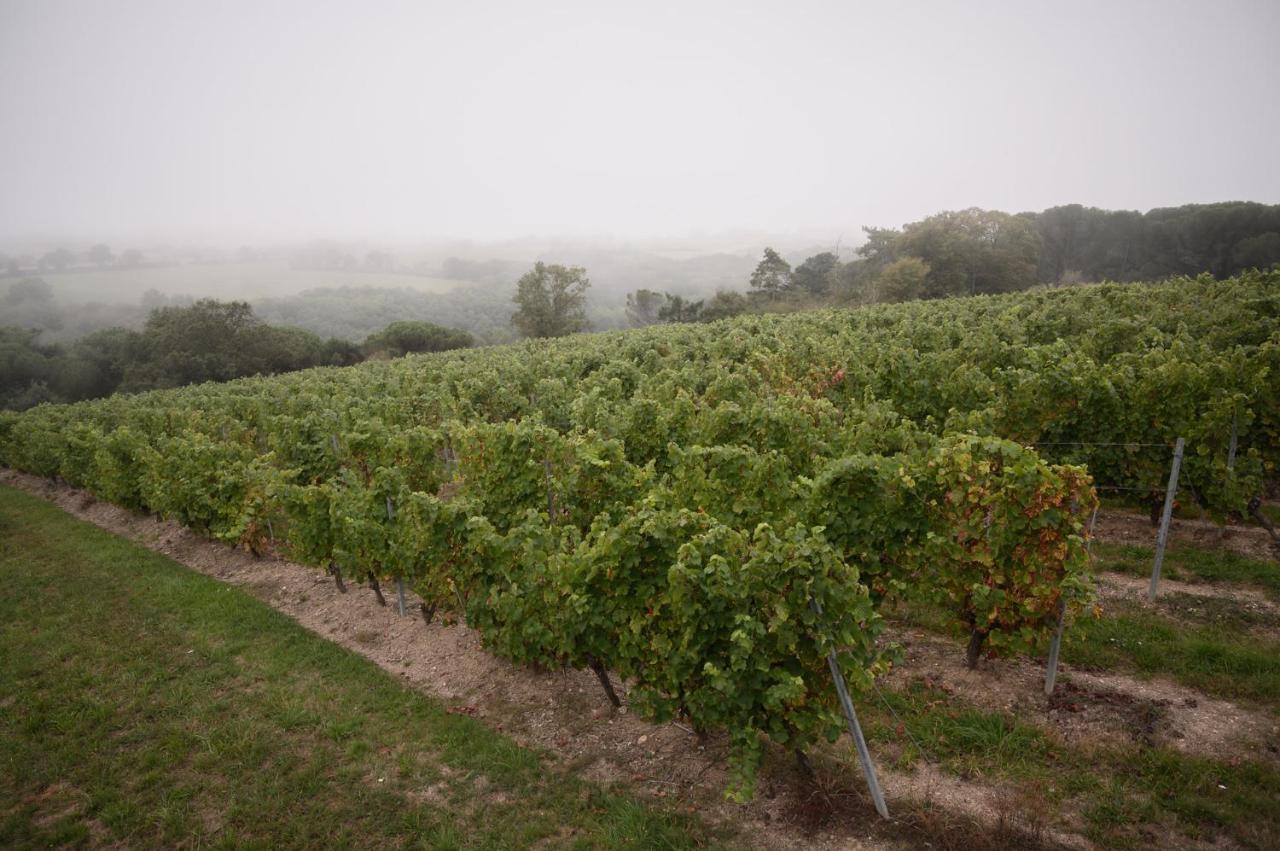 Vignoble Château Piéguë - winery Rochefort-sur-Loire Exterior foto