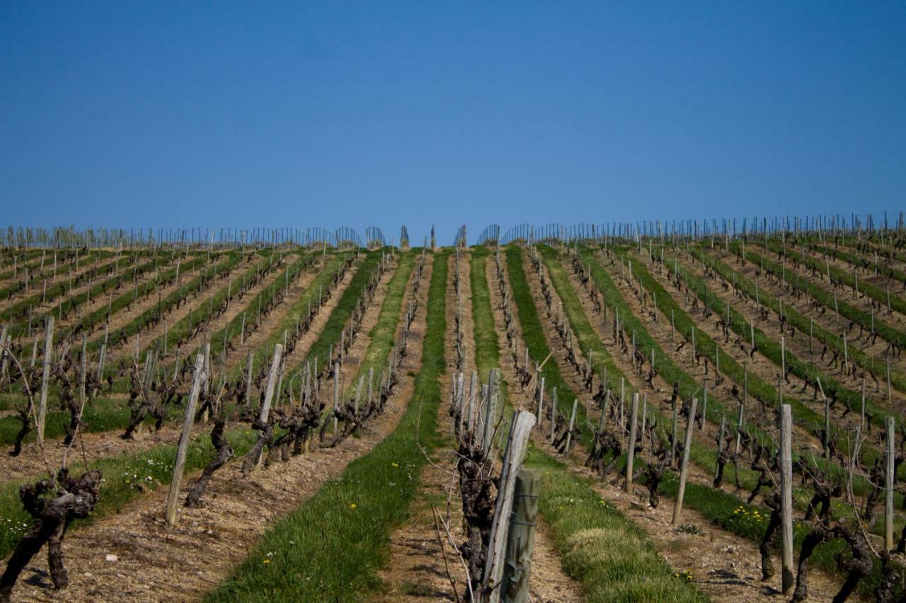 Vignoble Château Piéguë - winery Bed and Breakfast Rochefort-sur-Loire Exterior foto